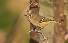 Ruby-crowned Kinglet